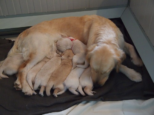 Piccoli cuccioli crescono