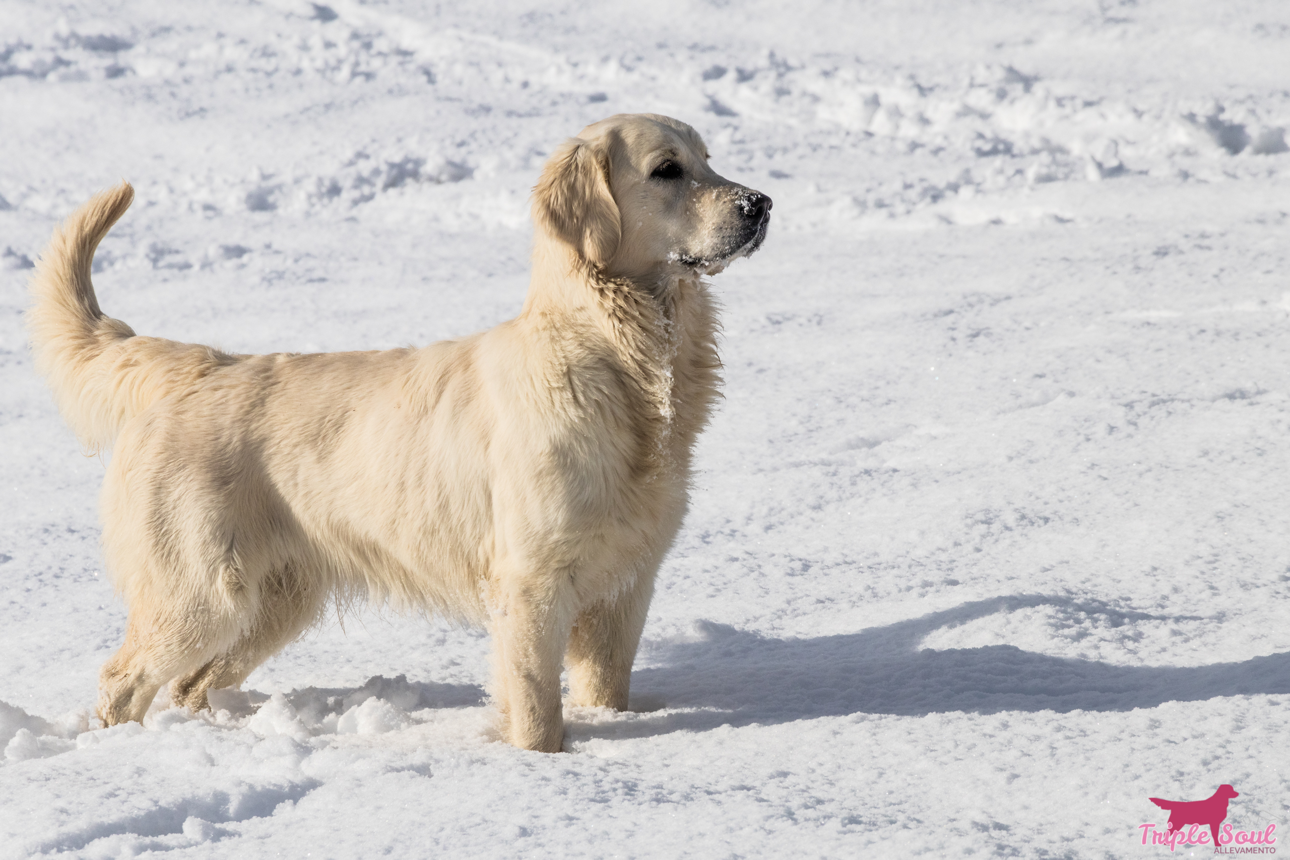 IL TUO BEL CANE E' MERITO... DI CHI????