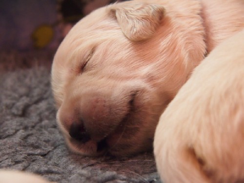 Piccoli cuccioli crescono