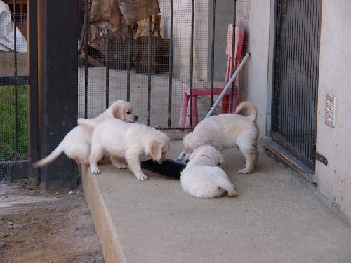 Piccoli cuccioli crescono