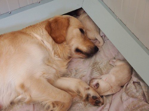 Piccoli cuccioli crescono