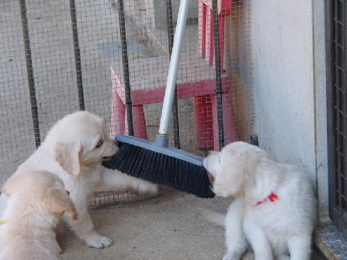 Piccoli cuccioli crescono