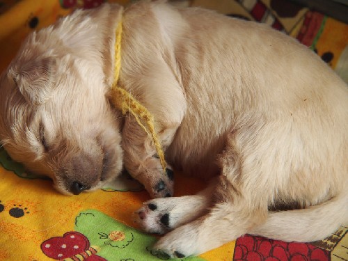 Piccoli cuccioli crescono