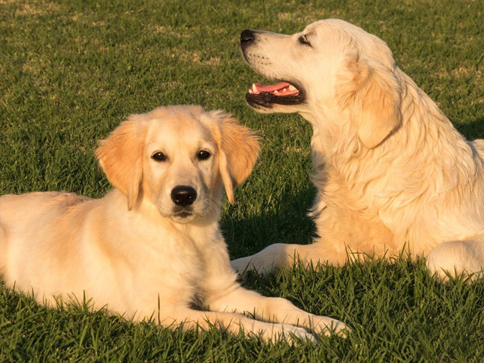 Perché un cane in allevamento?